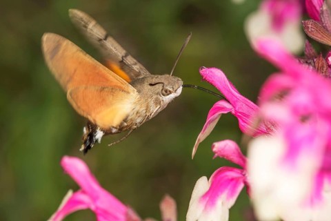 A moth, pigeon moth (Macroglossum stellatarum) sucking nectar from a flower in the near field,