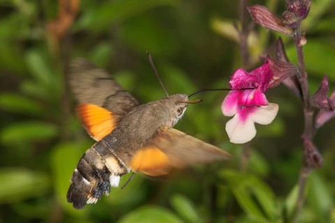 A dove tail (Macroglossum stellatarum) sucking nectar from the flower of blackcurrant sage (Salvia