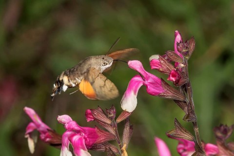 A dove tail (Macroglossum stellatarum) sucking nectar in flight from a blackcurrant sage (Salvia