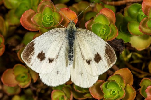 A Small white (Pieris rapae) with dark spots sitting on colourful leaves, Baden-Württemberg,