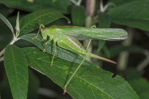 A female Great green bush cricket (Tettigonia viridissima) resting on a dark leaf surrounded by