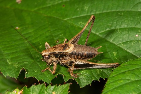 A male Dark bush-cricket (Pholidoptera griseoaptera) sunbathing on a large green leaf,