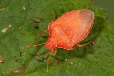 Berry bug (Dolycoris baccarum) finished insect shortly after the last moult on a green leaf in a