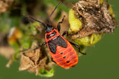 Close-up of a fire bug larva (Pyrrhacoris apterus) in the fifth larval stage on a leaf in a natural
