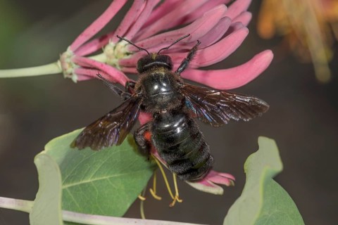 Violet carpenter bee (Xylocopa violacea) on pink flower of Lonicera caerulea (Lonicera sp.) in