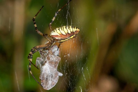 Wasp spider (Argiope bruennichi) in its web with wrapped prey in the background of nature,
