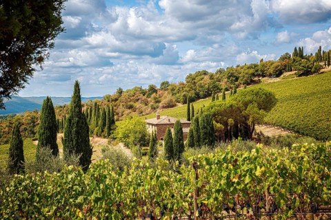 Vineyards in a Tuscan landscape with a cloudy sky and surrounded by trees