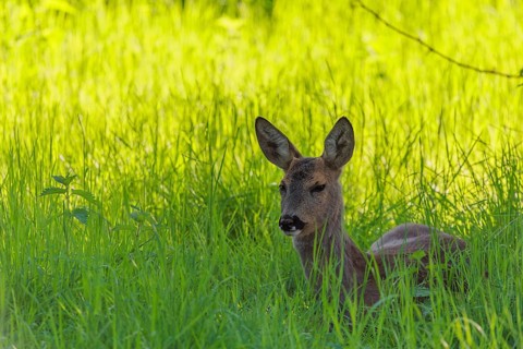 An adult female roe deer (Capreolus capreolus) resting in a meadow covered with tall grass at