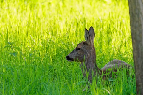 An adult female roe deer (Capreolus capreolus) resting in a meadow covered with tall grass at