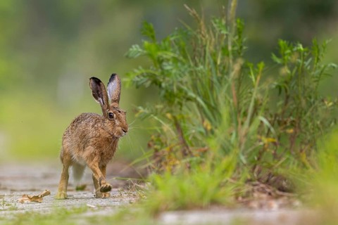 European hare (Lepus europaeus) Flowering meadow as habitat, foraging on a country lane, open