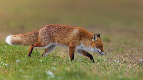 Red fox (Vulpes vulpes), hunting, winter fur, fallen game, looking for food on the road, winter
