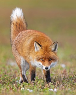 Red fox (Vulpes vulpes), hunting, winter fur, fallen game, looking for food on the road, winter