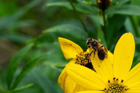 Red-banded sand bee (Andrena dorsata), foraging on a flower, Lower Saxony, Germany