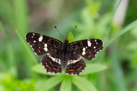 Map Butterfly (Araschnia levana), with open wings, Lower Saxony, Germany