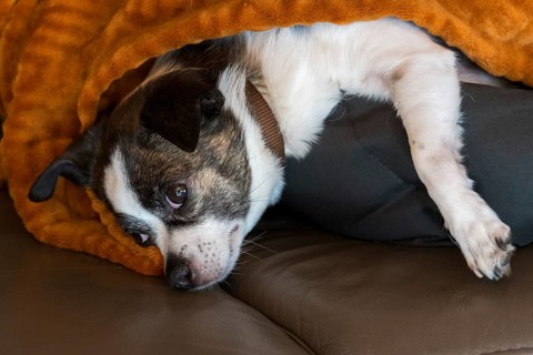 A relaxed dog (Chihuahua) lies under a brown blanket on a sofa and is partially covered. The