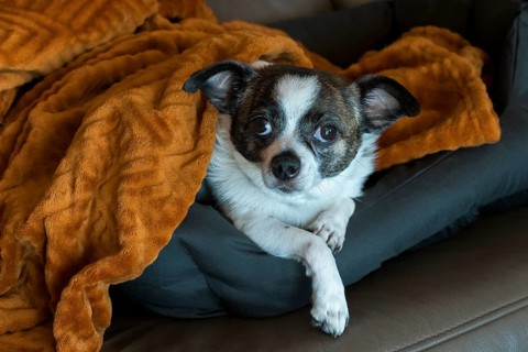 Dog (Chihuahua) looking awake from orange-brown blanket on sofa, Baden-Württemberg, Germany