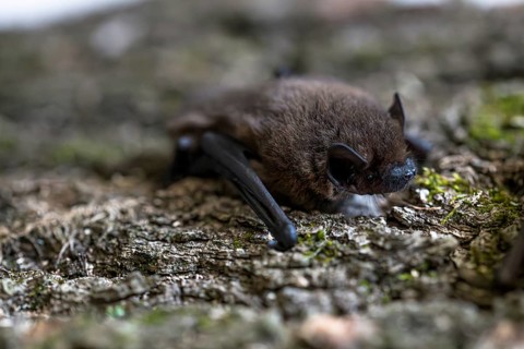 Pipistrelle bat (Pipistrellus pipistrellus), on moss-covered bark, Wuppertal, Germany