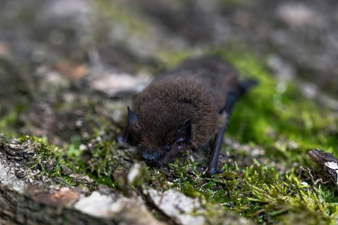 Pipistrelle bat (Pipistrellus pipistrellus), on moss-covered bark, Wuppertal, Germany