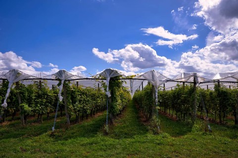 Film-protected vines, grapevines, winegrowing, clouds, Fellbach, Baden-Württemberg, Germany