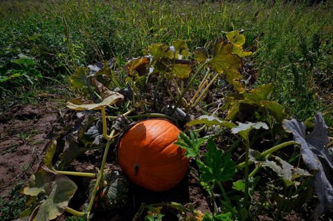 Pumpkin, orange, pumpkin plant, pumpkins, pumpkin field, carved pumpkin, Fellbach,