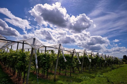 Film-protected vines, grapevines, winegrowing, clouds, Fellbach, Baden-Württemberg, Germany