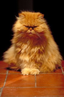 Portrait of an orange Persian cat, Tuscany, Italy