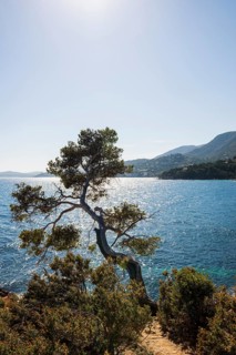 Hiking trail on the coast, Le Lavandou, Var, French Riviera, Provence-Alpes-Cote d'Azur, Cote d