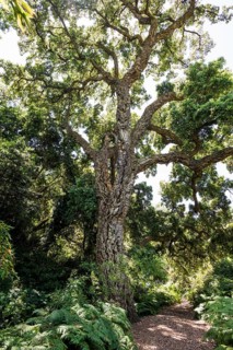 Cork oak, Domaine du Rayol, Botanical Garden, Rayol, Var, French Riviera, Provence-Alpes-Cote