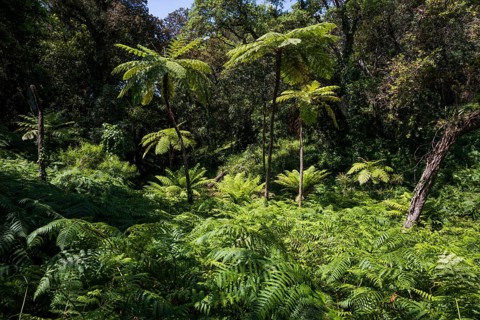 Giant fern, Domaine du Rayol, botanical garden, Rayol, Var, French Riviera, Provence-Alpes-Cote