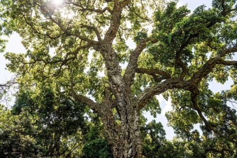 Cork oak, Domaine du Rayol, Botanical Garden, Rayol, Var, French Riviera, Provence-Alpes-Cote