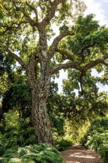 Cork oak, Domaine du Rayol, Botanical Garden, Rayol, Var, French Riviera, Provence-Alpes-Cote