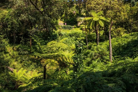 Giant fern, Domaine du Rayol, botanical garden, Rayol, Var, French Riviera, Provence-Alpes-Cote