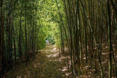 Bamboo forest, Domaine du Rayol, botanical garden, Rayol, Var, French Riviera, Provence-Alpes-Cote