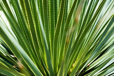 Aloe vera, Domaine du Rayol, Botanical Garden, Rayol, Var, French Riviera, Provence-Alpes-Cote