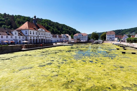 Algae, summer green algae bloom, phosphorus and nitrogen cause algae bloom in the historic harbour