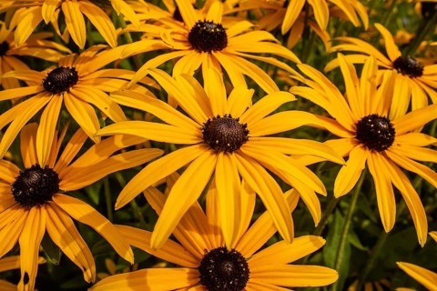 Flowering Rudbeckia or Yellow coneflower (Rudbeckia fulgida) in Ystad, Skåne county, Sweden,