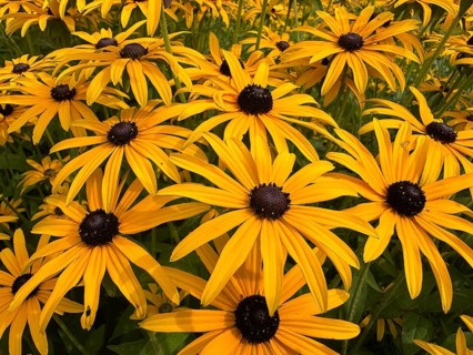 Flowering Rudbeckia or Yellow coneflower (Rudbeckia fulgida) in Ystad, Skåne county, Sweden,