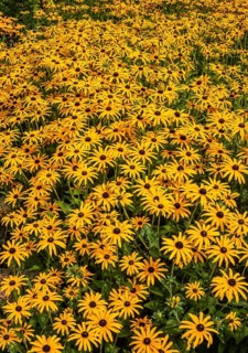Flowering Rudbeckia or Yellow coneflower (Rudbeckia fulgida) in Ystad, Skåne county, Sweden,