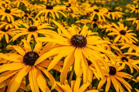 Flowering Rudbeckia or Yellow coneflower (Rudbeckia fulgida) in Ystad, Skåne county, Sweden,