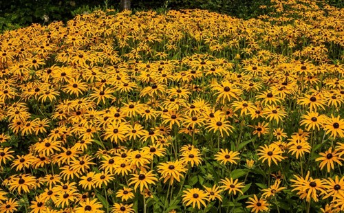 Flowering Rudbeckia or Yellow coneflower (Rudbeckia fulgida) in Ystad, Skåne county, Sweden,