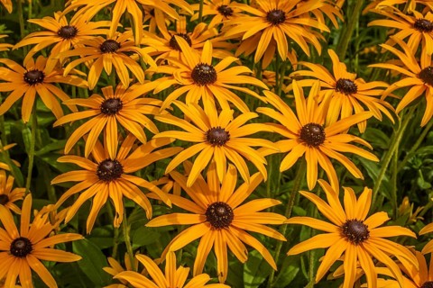 Flowering Rudbeckia or Yellow coneflower (Rudbeckia fulgida) in Ystad, Skåne county, Sweden,