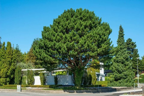 Pine trees in front of Spanish inspired house iand at blue sky n Ystad, Skåne County, Sweden,
