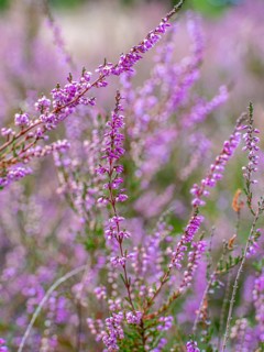Flowering heather (Calluna vulgaris), heather, Heiliger Hain nature reserve, Wahrenholz, Lüneburg