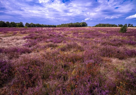Heath landscape, flowering heather (Calluna vulgaris), Heiliger Hain nature reserve, Wahrenholz,