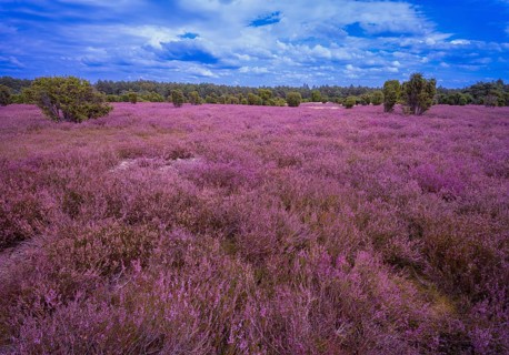 Heath landscape, flowering heather (Calluna vulgaris), cloudy blue sky, Heiliger Hain nature