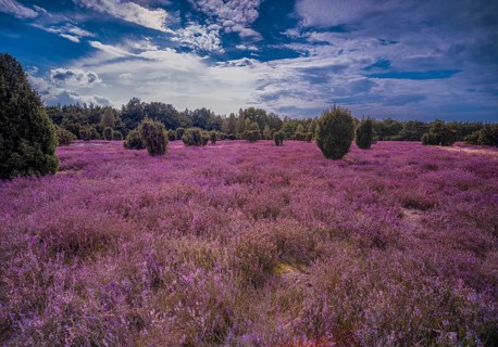 Heath landscape, flowering heather (Calluna vulgaris), cloudy blue sky, Heiliger Hain nature