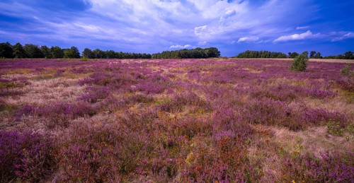 Heath landscape, flowering heather (Calluna vulgaris), cloudy blue sky, Heiliger Hain nature