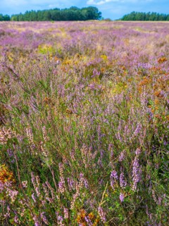Heath landscape, flowering heather (Calluna vulgaris), heather, Heiliger Hain nature reserve,