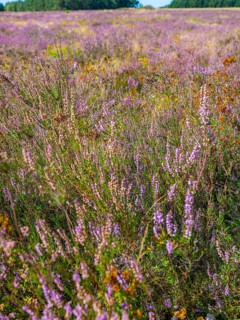 Heath landscape, flowering heather (Calluna vulgaris), heather, Heiliger Hain nature reserve,