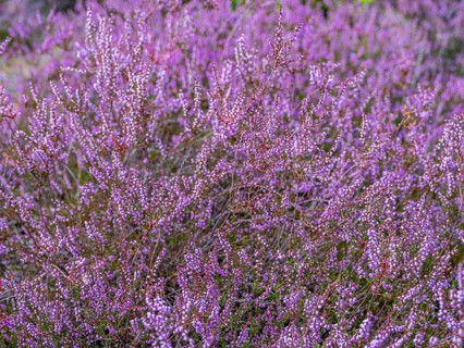 Flowering heather (Calluna vulgaris), heather, Heiliger Hain nature reserve, Wahrenholz, Lüneburg